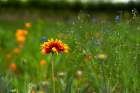USA-WA-Yakima Valley Spring flowers bloom near Red Mountain vineyard Art Print
